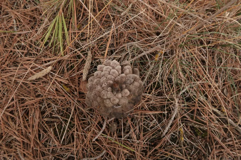 Curreya conorum 1 - IMG_8045